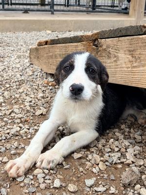 Dakota, Mix, puppy, available for adoption