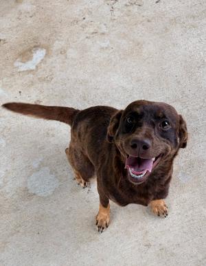 Mocha, Cattle Dog/Mix, young, available for adoption