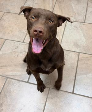 Behr, Labrador Retriever/Mix, adult, available for adoption