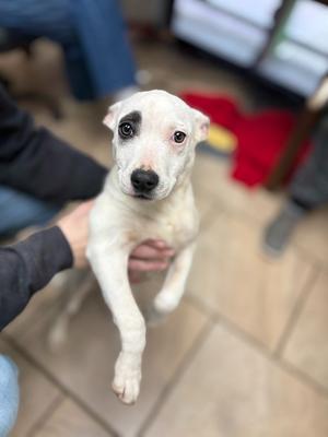 Patch, Mix, young, available for adoption