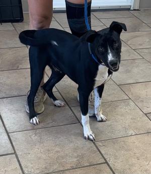 Hawk, Mix, young, available for adoption
