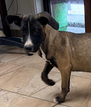 Bessie, Black Mouth Cur/Mix, puppy, available for adoption
