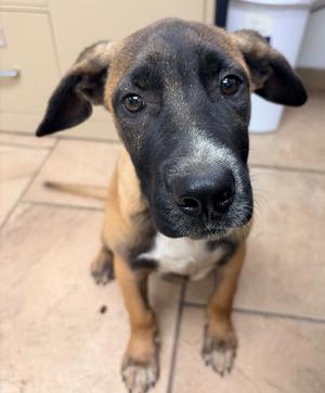 Beck, Black Mouth Cur/Mix, puppy, available for adoption
