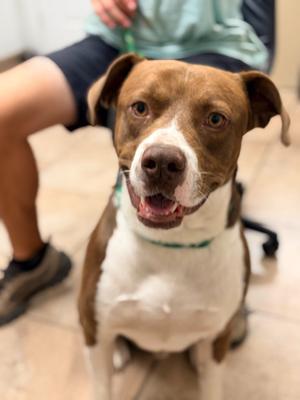 Gator, Pit Bull Terrier/Mix, young, available for adoption