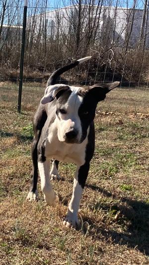 Paige, Mix, adult, available for adoption