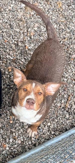 Butch, Pit Bull Terrier/Mix, young, available for adoption