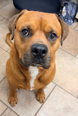 Big Red, Mastiff/Mix, adult, available for adoption