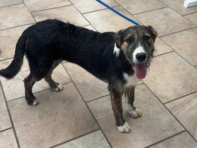 Ella, Mix, young, available for adoption