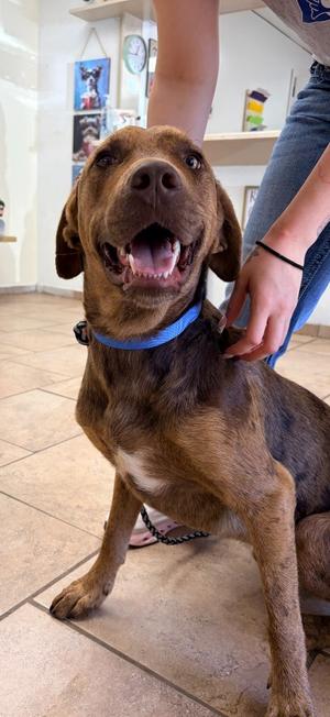 KC, Catahoula Leopard Dog, adult, available for adoption