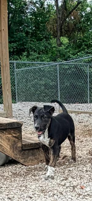Gage, Mix, puppy, available for adoption