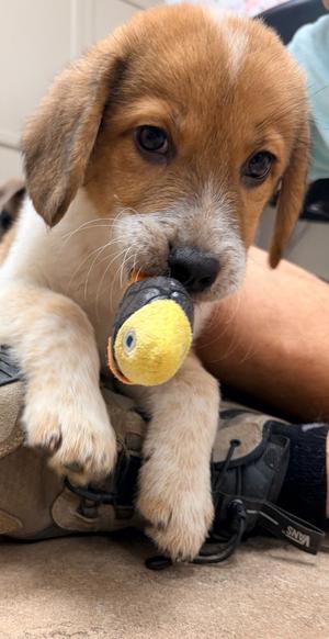 Brooks, Shepherd/Mix, puppy, available for adoption