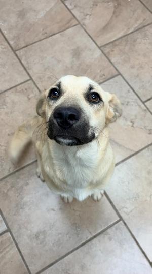 A light-colored dog with a black nose and expressive eyes looks up at the camera, sitting on a tiled floor.