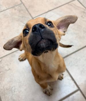 Gideon, Black Mouth Cur/Mix, puppy, available for adoption