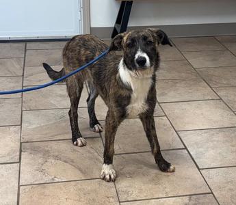 A brindle and white dog standing on a tiled floor, wearing a blue leash.