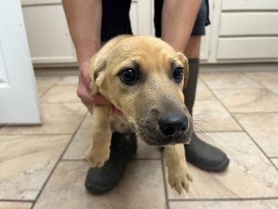 Cheetah, Shepherd/Mix, puppy, available for adoption