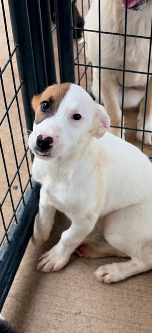 Libby, Mix, puppy, available for adoption