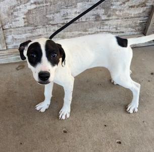 A black and white dog with a black patch over its right eye, standing on a concrete surface with a wooden wall in the background. The dog is on a leash and looking towards the camera.