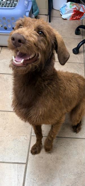 Karissa, German Wirehaired Pointer/Mix, adult, available for adoption