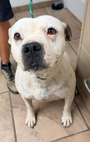 Moo Moo, Pit Bull Terrier, adult, available for adoption