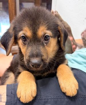 Brigit, Shepherd/Mix, puppy, available for adoption