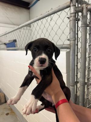 Bay, Mix, young, available for adoption