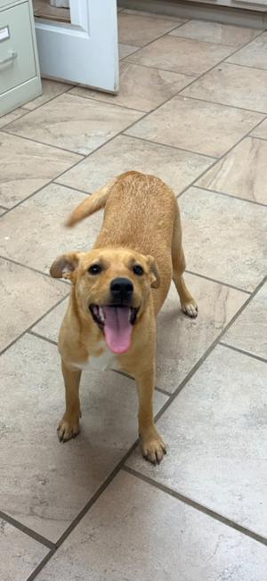A medium-sized, tan dog with its tongue out stands on a tiled floor.