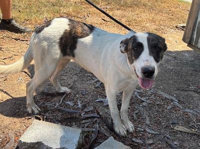 Greta, Mix, young, available for adoption