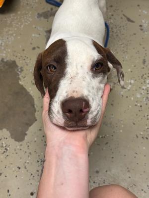 A close-up of a brown and white dog being petted by a person's hand.