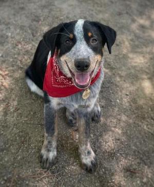 A happy dog wearing a red bandana