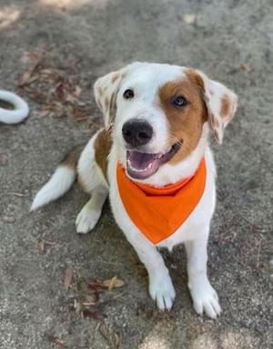 Pax, Australian Shepherd / Labrador Retriever, puppy, available for adoption