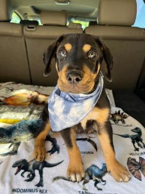 Eminem, German Shepherd Dog / American Staffordshire Terrier, puppy, available for adoption