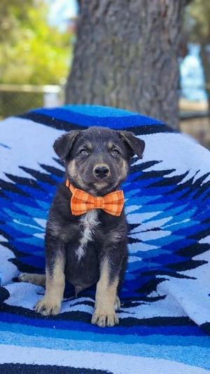Buzz, German Shepherd Dog / Doberman Pinscher, puppy, available for adoption