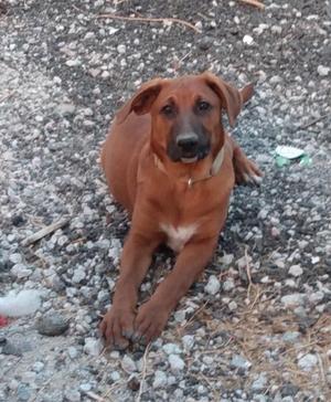 A brown dog with a white patch on its chest sitting on a gravel surface.