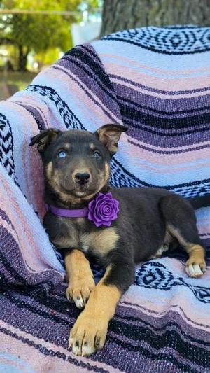 Jessie, Husky / Doberman Pinscher, puppy, available for adoption