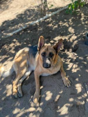A German Shepherd dog lying on the ground in the shade.
