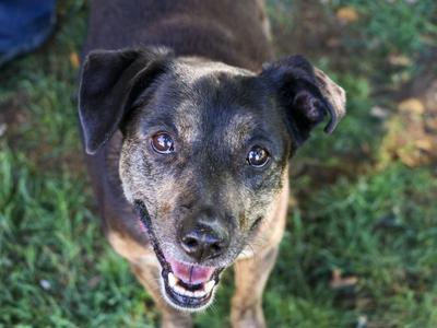 A close-up of a dog with a black and brown coat, looking up with its mouth open and tongue out, standing on grass.