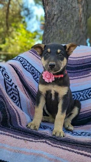 Bo Peep, German Shepherd Dog / Doberman Pinscher, puppy, available for adoption