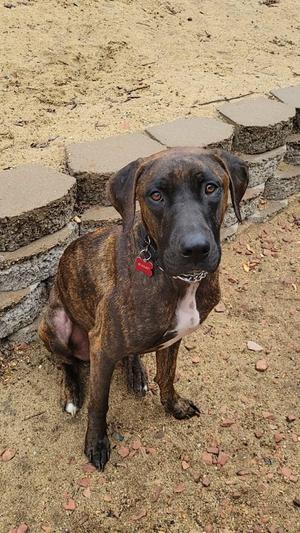 Pinto, Boxer, young, available for adoption