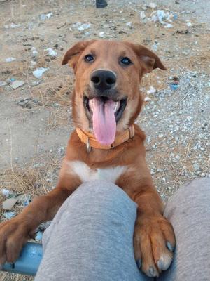 A happy brown dog with a white chest and a pink tongue sticking out, sitting on a person's lap.