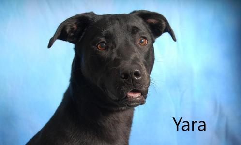 Yara, Black Labrador Retriever, young, available for adoption