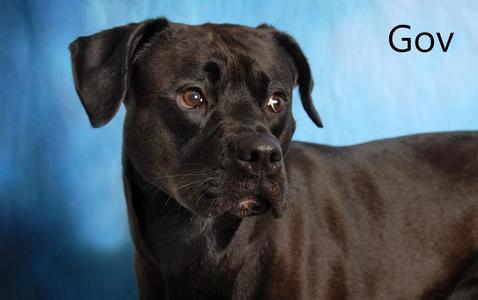 Gov, Pit Bull Terrier / Black Labrador Retriever, adult, available for adoption