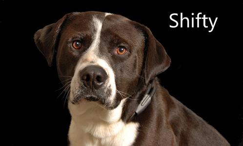 Shifty, Border Collie / Pit Bull Terrier, adult, available for adoption
