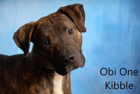 Obi One Kibble, Pit Bull Terrier, adult, available for adoption
