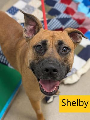 Shelby, Black Mouth Cur, adult, available for adoption