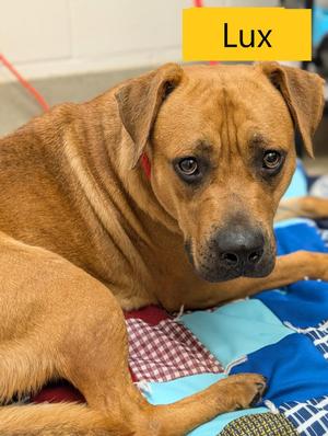 Lux, Black Mouth Cur, adult, available for adoption