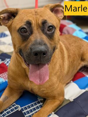 Marle, Black Mouth Cur, adult, available for adoption