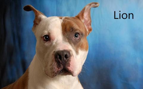 Lion, Boxer / Pit Bull Terrier, young, available for adoption