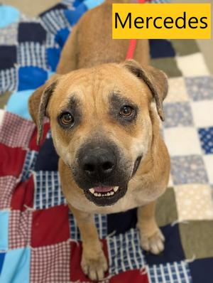Mercedes, Black Mouth Cur, adult, available for adoption