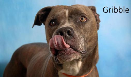 Gribble, Pit Bull Terrier, adult, available for adoption