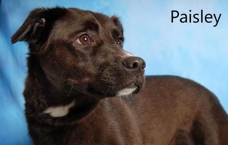Paisley, Border Collie, adult, available for adoption